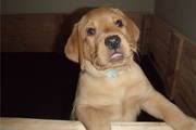 Quality kc Reg yellow Labrador Pups males & females 