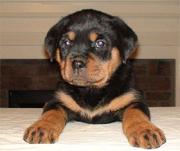 Champion Pedigree KC Rottweiler pups Ready Now