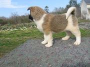 Gorgeous Healthy Kc Reg Akita Puppies