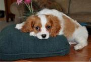 Fantastic, Healthy kc Blenheim Cavalier King Charles Pups