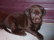 beautiful chunky kc reg chocolate labrador pups