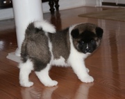 Akita Puppies for Sale