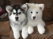 Alaskan Malamute Puppies for Sale