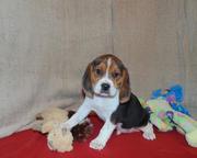 Beagle Puppies for Sale