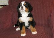 Bernese Mountain Dog Puppies for Sale