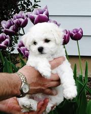 Bichon Frise Puppies for Sale