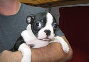 Boston Terrier Puppies for Sale