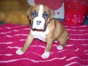 Boxer Puppies for Sale