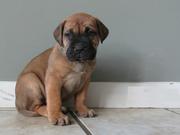 Bullmastiff Puppies for Sale