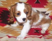 Cavalier King Charles Spaniel Puppies for Sale