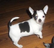 Chihuahua Puppies for Sale