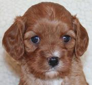 Cavapoo Puppies for Sale