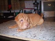 Chinese Shar-Pei Puppies for Sale