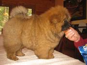 Chow Chow Puppies for Sale