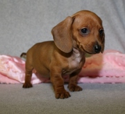 Dachshund Puppies for Sale