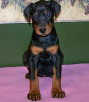 Doberman Pinscher Puppies for Sale