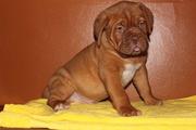 Dogue De Bordeaux Puppies for Sale