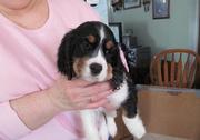 English Springer Spaniel Puppies for Sale