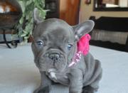 French Bulldog Puppies for Sale