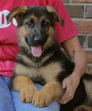 German Shepherd Dog Puppies for Sale