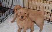 Golden Retriever Puppies for Sale