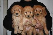 Goldendoodle Puppies for Sale