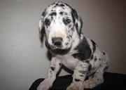 Great Dane Puppies for Sale