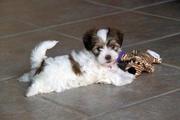 Havanese Puppies for Sale