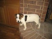 Jack Russell Terrier Puppies for Sale