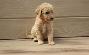 Labradoodle Puppies for Sale