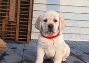 Labrador Retriever Puppies for Sale